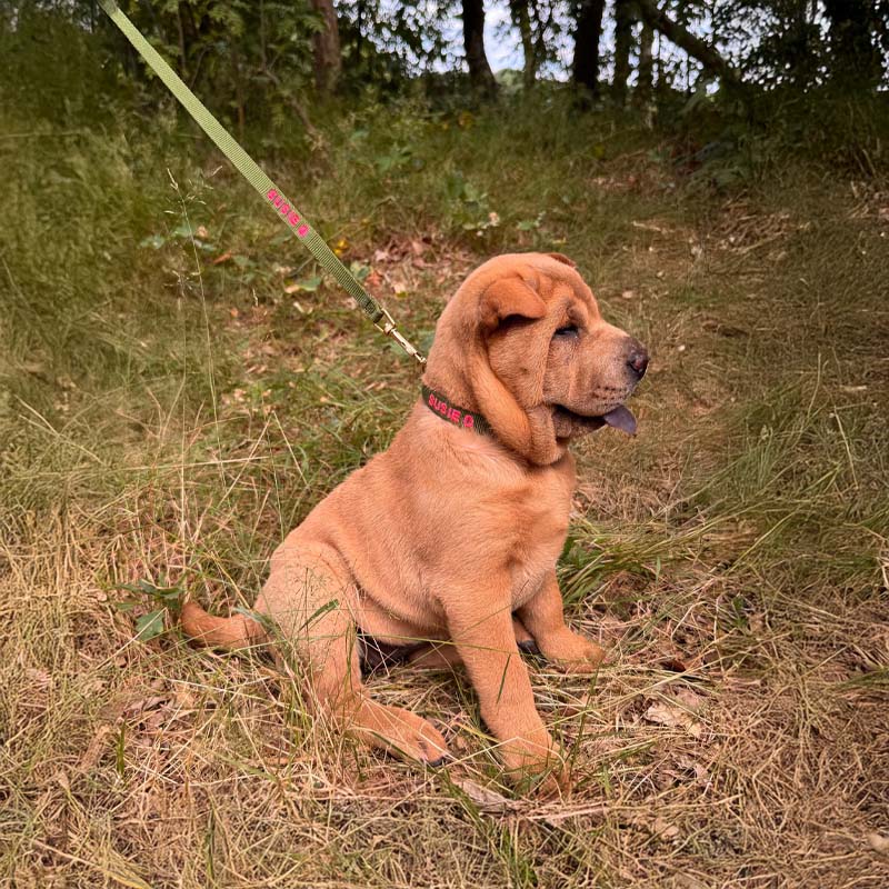 Puppyhalsband Moss Breeze Olijfgroen