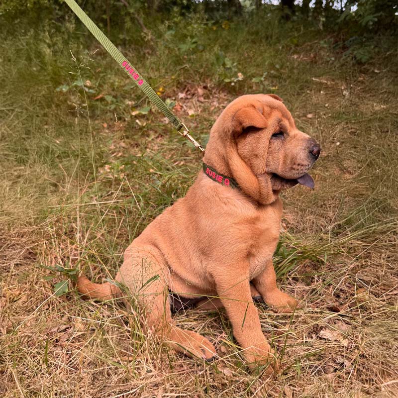 Puppyriem Moss Breeze Olijfgroen