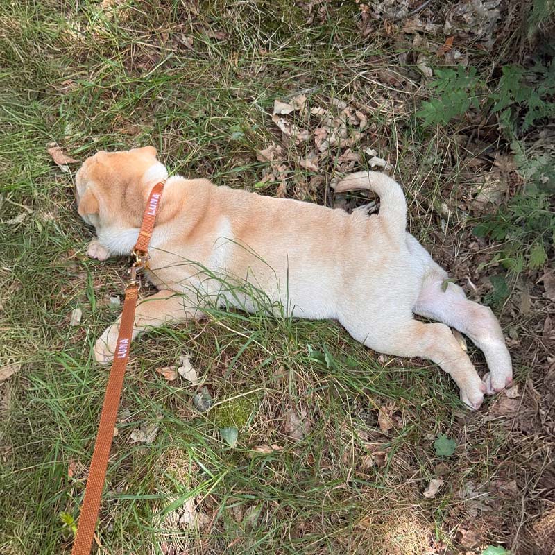 Puppyhalsband Honey Drift Cognac