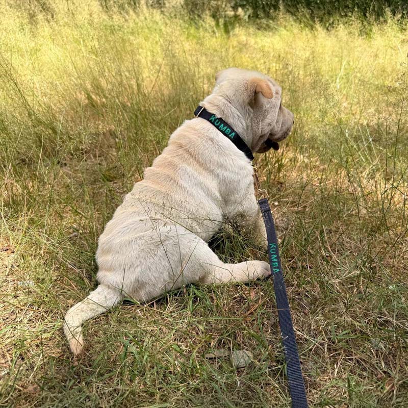 Puppyriem Raven Illume Zwart