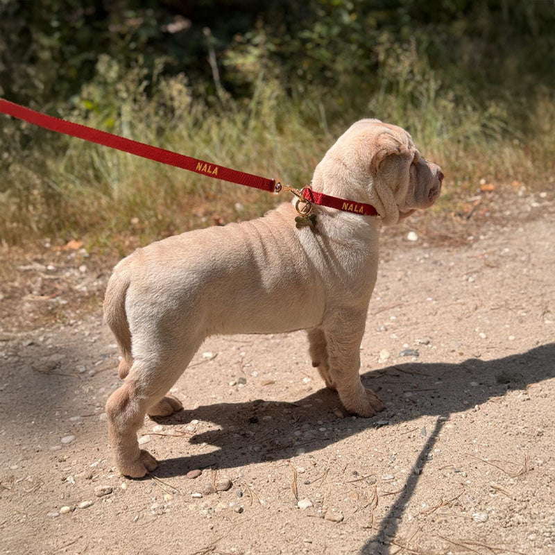 Puppyhalsband Ruby Gale Robijnrood