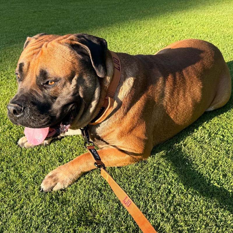 Tactische Hondenhalsband Honey Maze Cognac