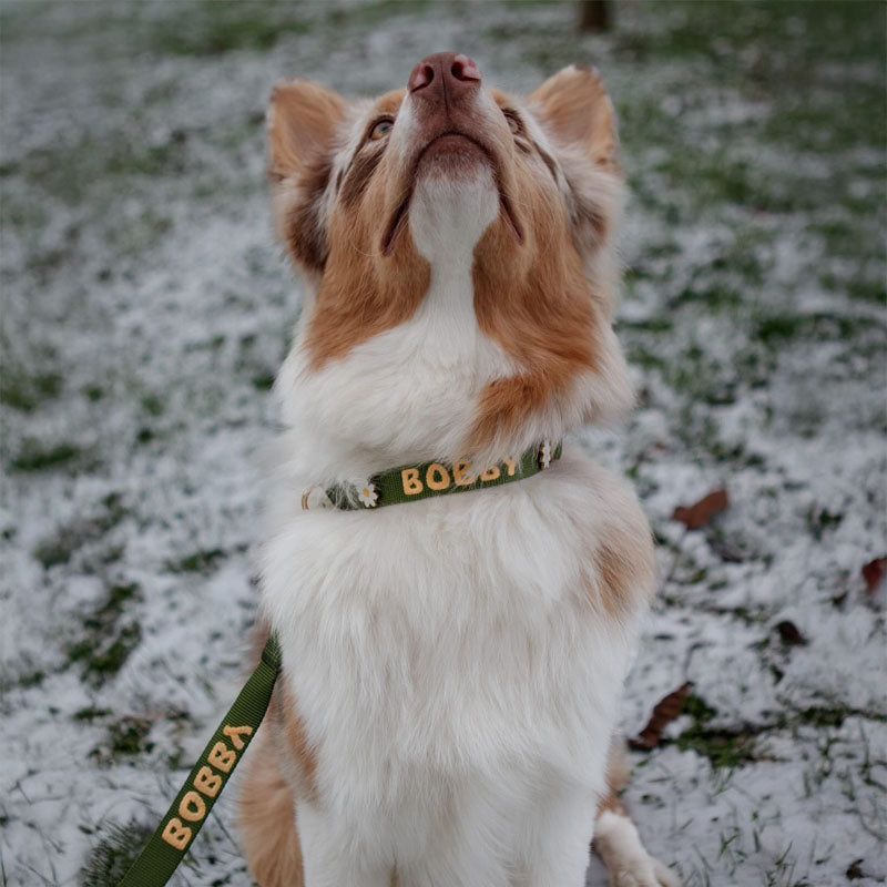 Klassieke Hondenhalsband Moss Breeze Olijfgroen