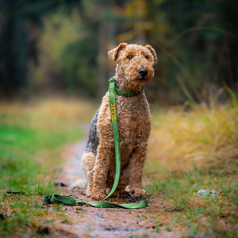 Klassieke Hondenriem Moss Breeze Olijfgroen