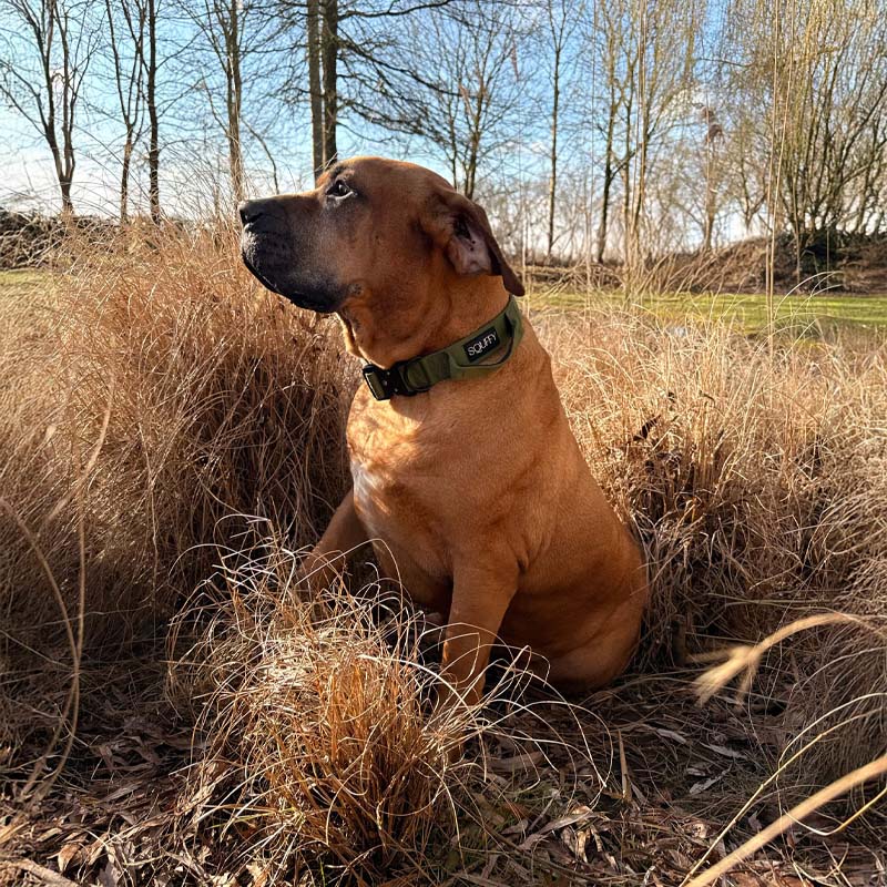 Tactische Hondenhalsband Moss Forge Olijfgroen