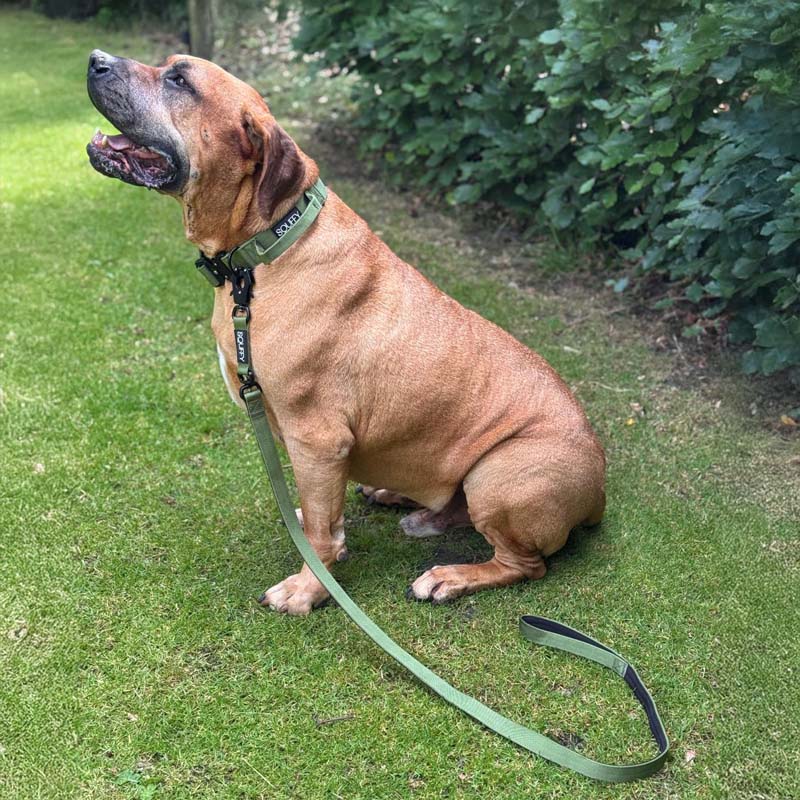 Tactische Hondenriem Moss Forge Olijfgroen