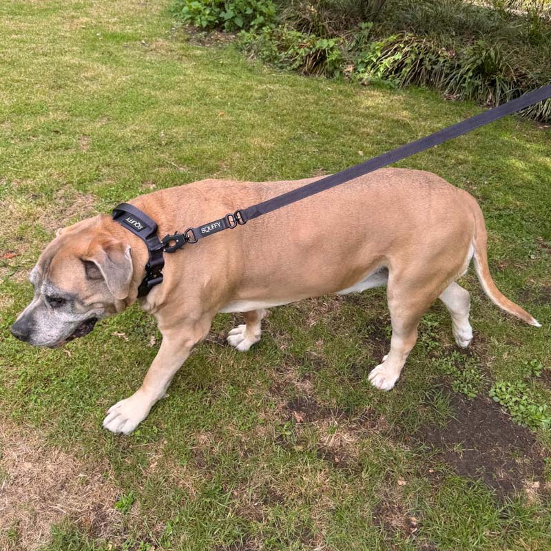 Tactische Hondenriem Raven Vex Zwart