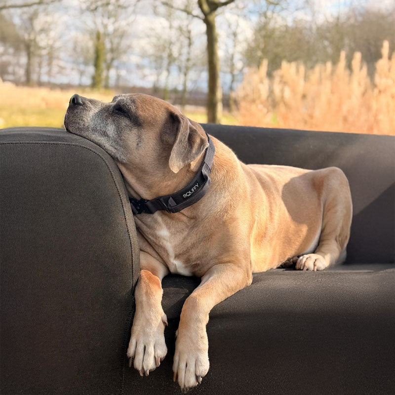 Tactische Hondenhalsband Raven Vex Zwart