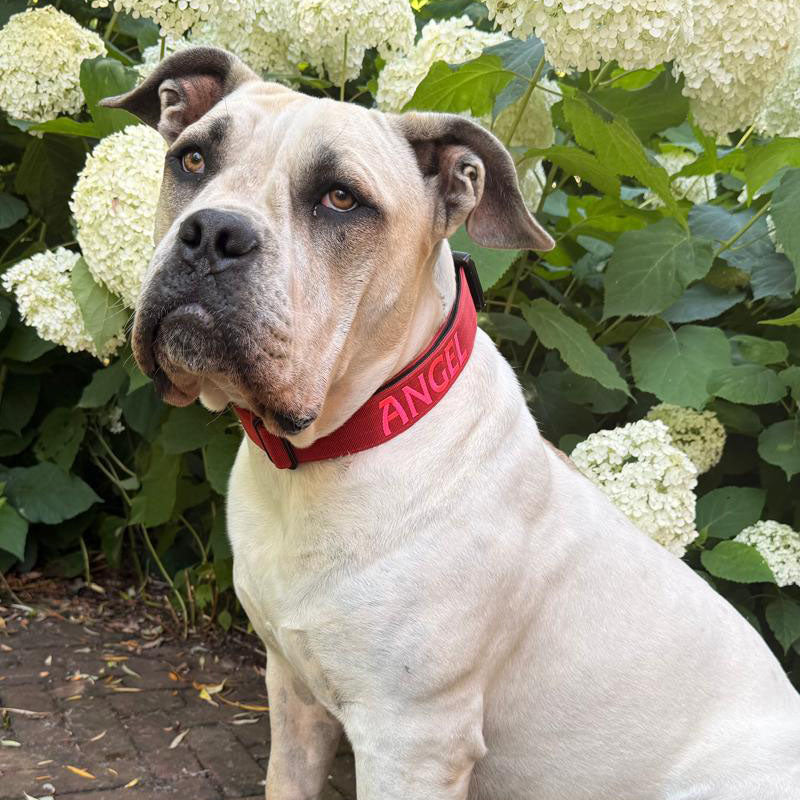 Tactische Hondenhalsband Ruby Vandal Robijnrood