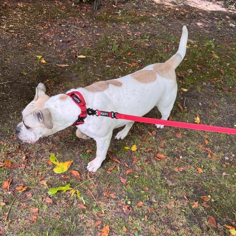 Tactische Hondenriem Ruby Vandal Robijnrood