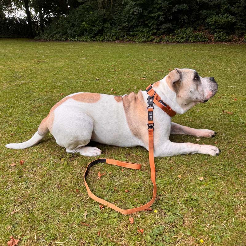 Tactische Hondenriem Honey Maze Cognac