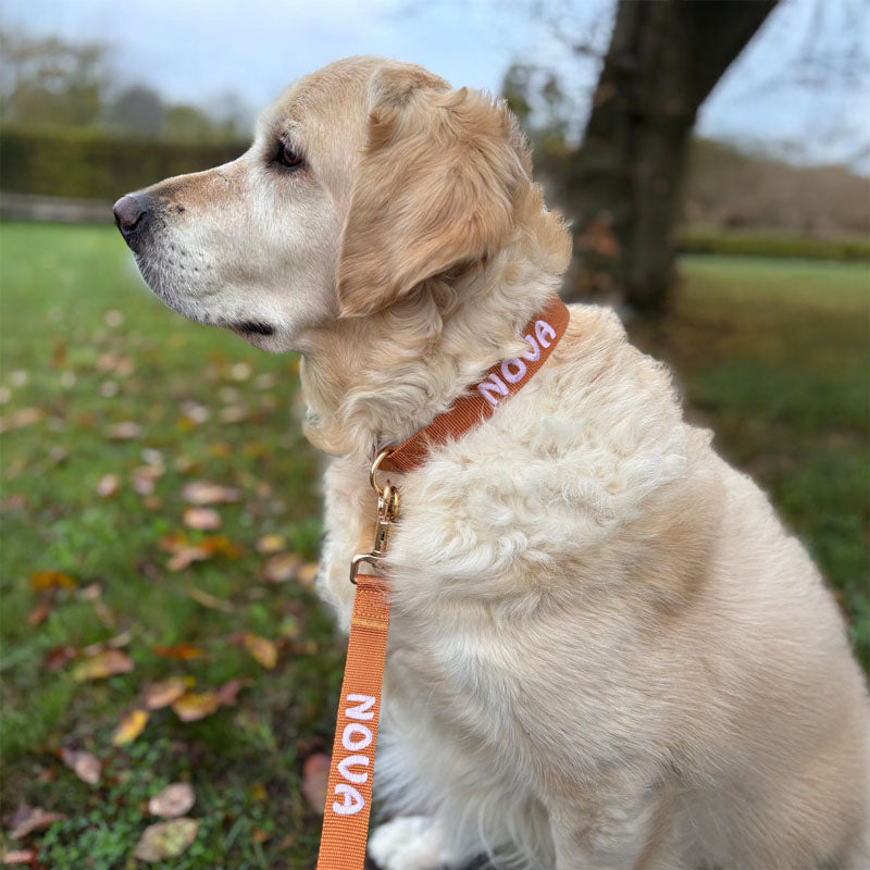 Klassieke Hondenhalsband Honey Drift Cognac