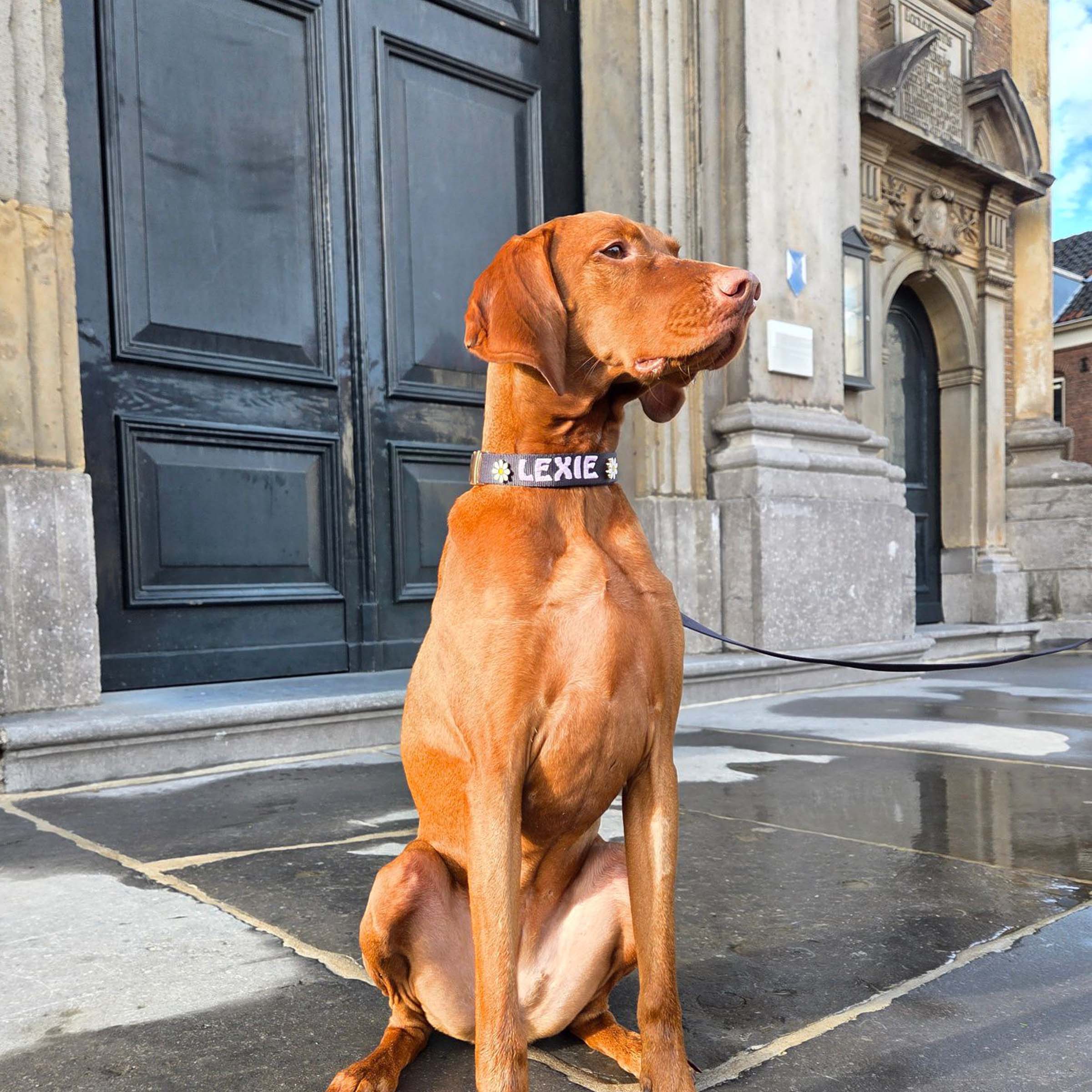 Klassieke Hondenhalsband Raven Illume Zwart