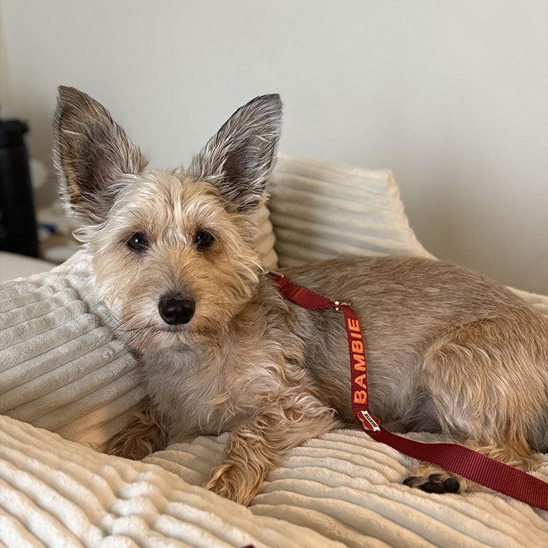 Klassieke Hondenriem Ruby Gale Robijnrood