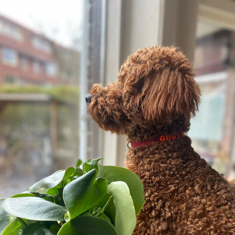 Puppyhalsband Ruby Gale Robijnrood