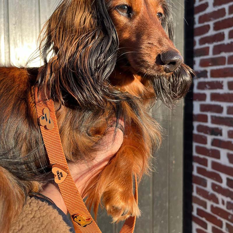 Klassieke Hondenriem Honey Drift Cognac