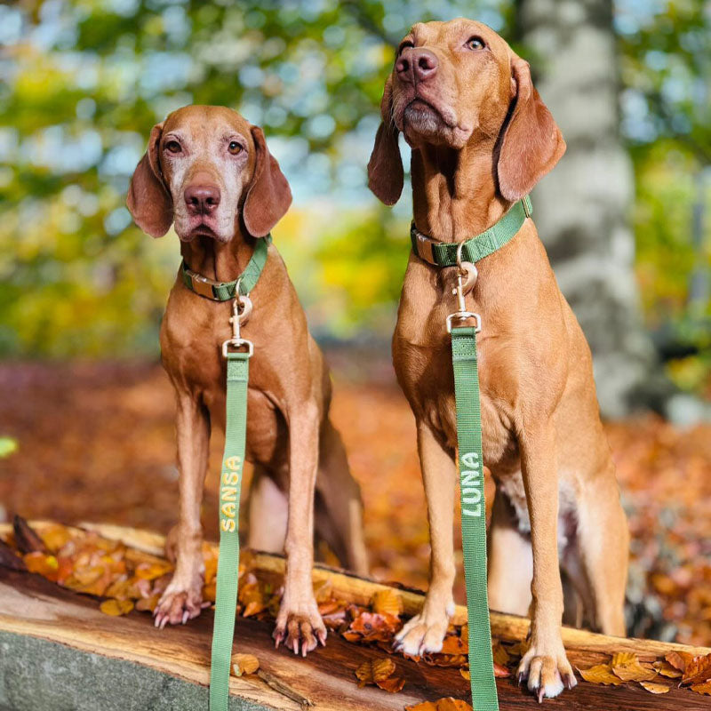 Klassieke Hondenriem Moss Breeze Olijfgroen
