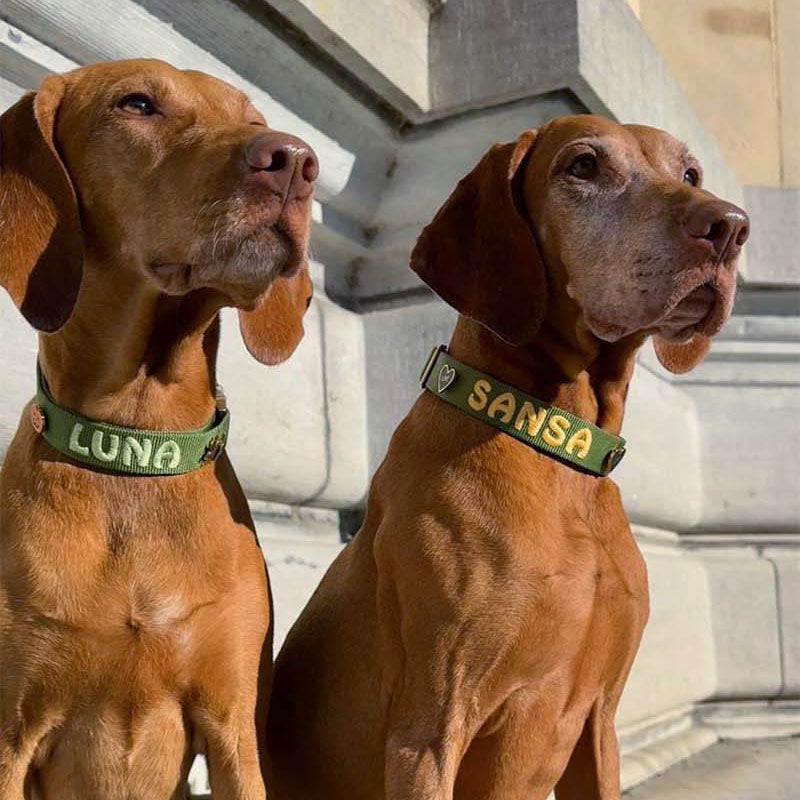 Klassieke Hondenhalsband Moss Breeze Olijfgroen