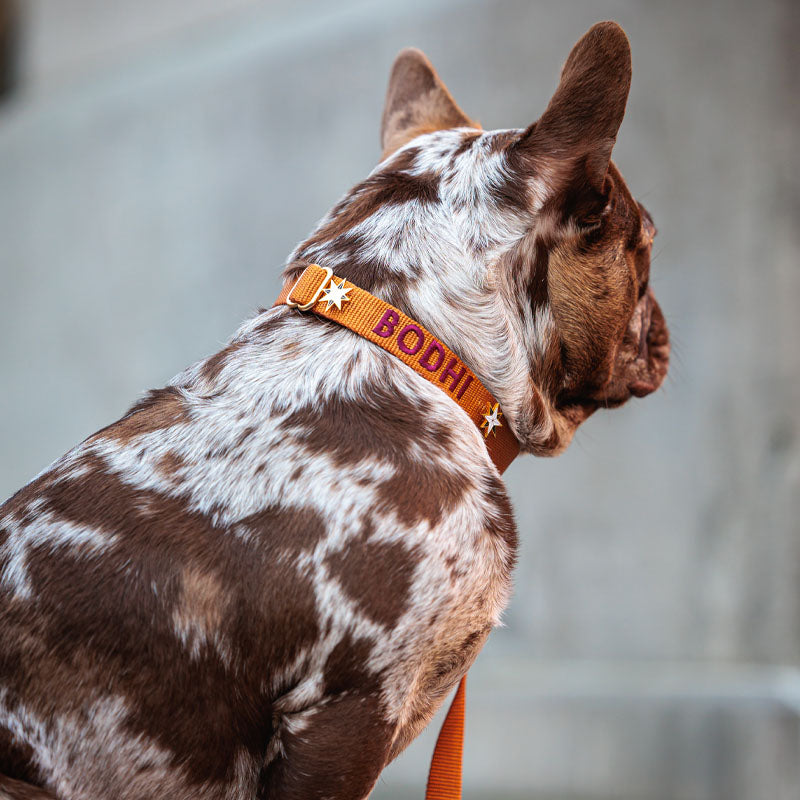 Klassieke Hondenhalsband Honey Drift Cognac