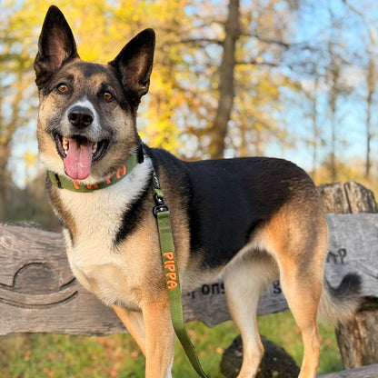 Tactische Hondenriem Moss Forge Olijfgroen