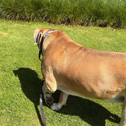 Tactische Hondenhalsband Raven Vex Zwart